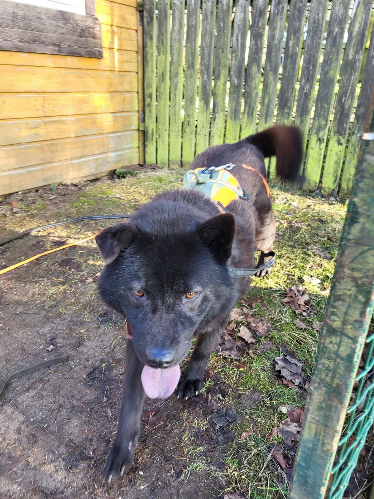 Henriette (15) Hund Henriette Chow Chow Tierheim Tierhoffnung