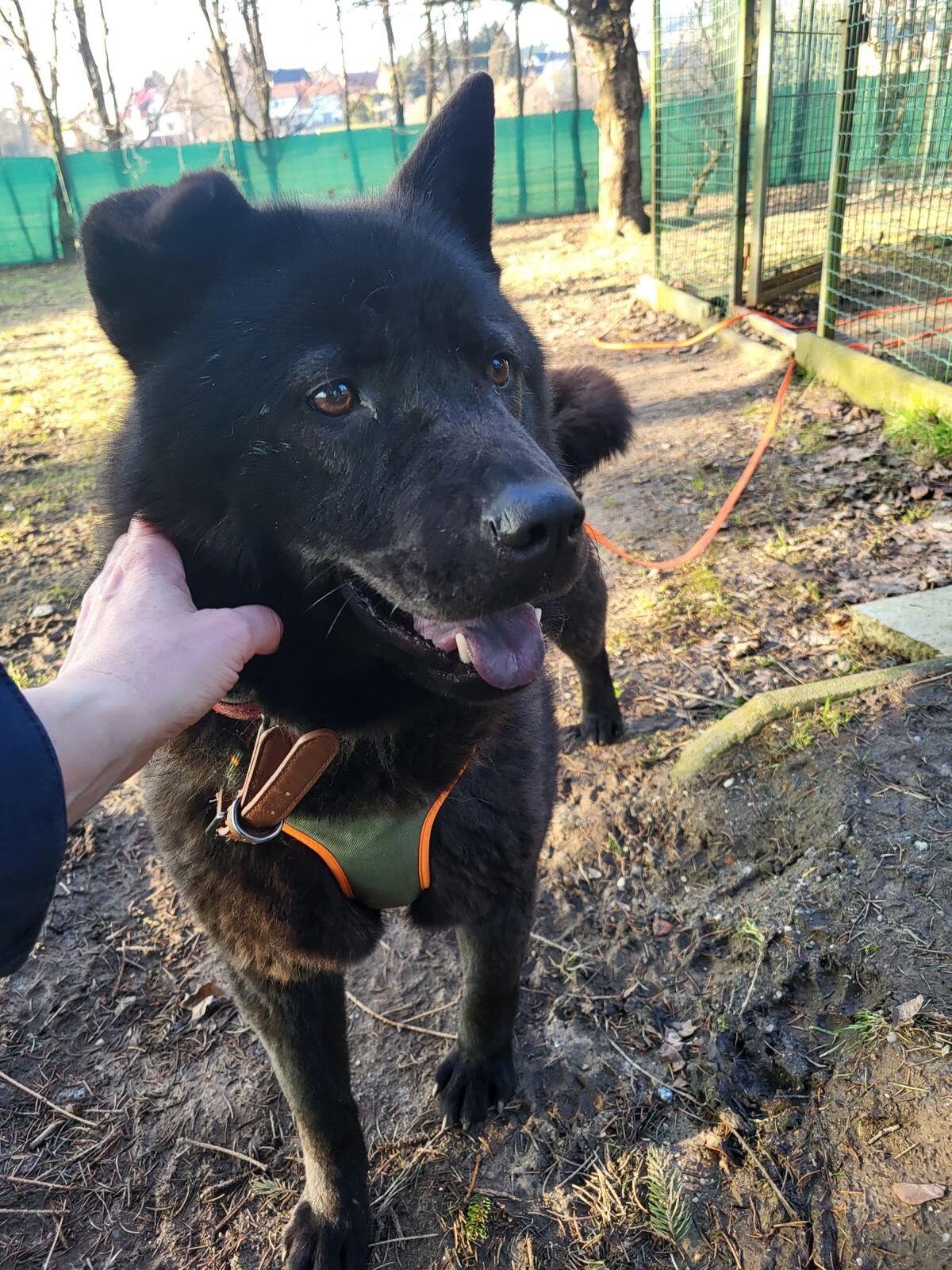 Henriette (25) Hund Henriette Chow Chow Tierheim Tierhoffnung