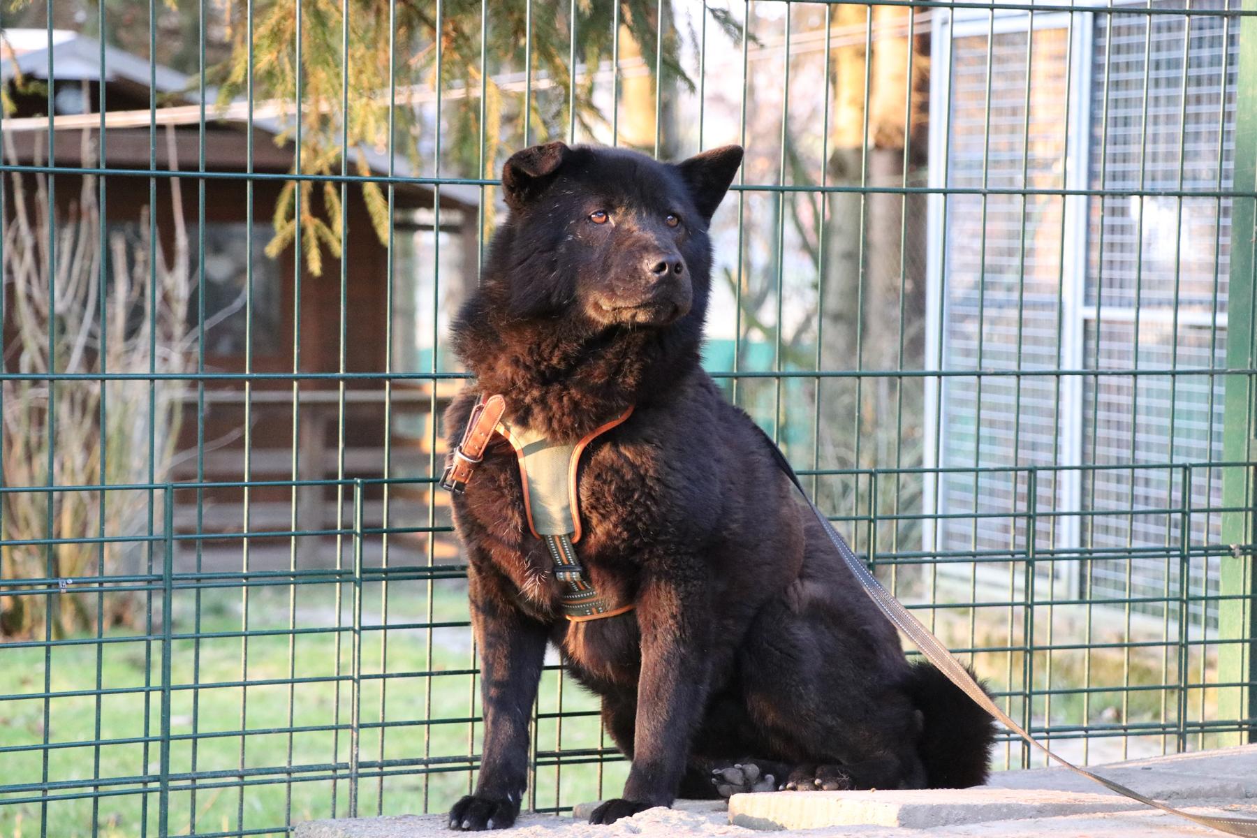 Hund Henriette Zuhause gesucht Tierheim Hoffnung für Tiere