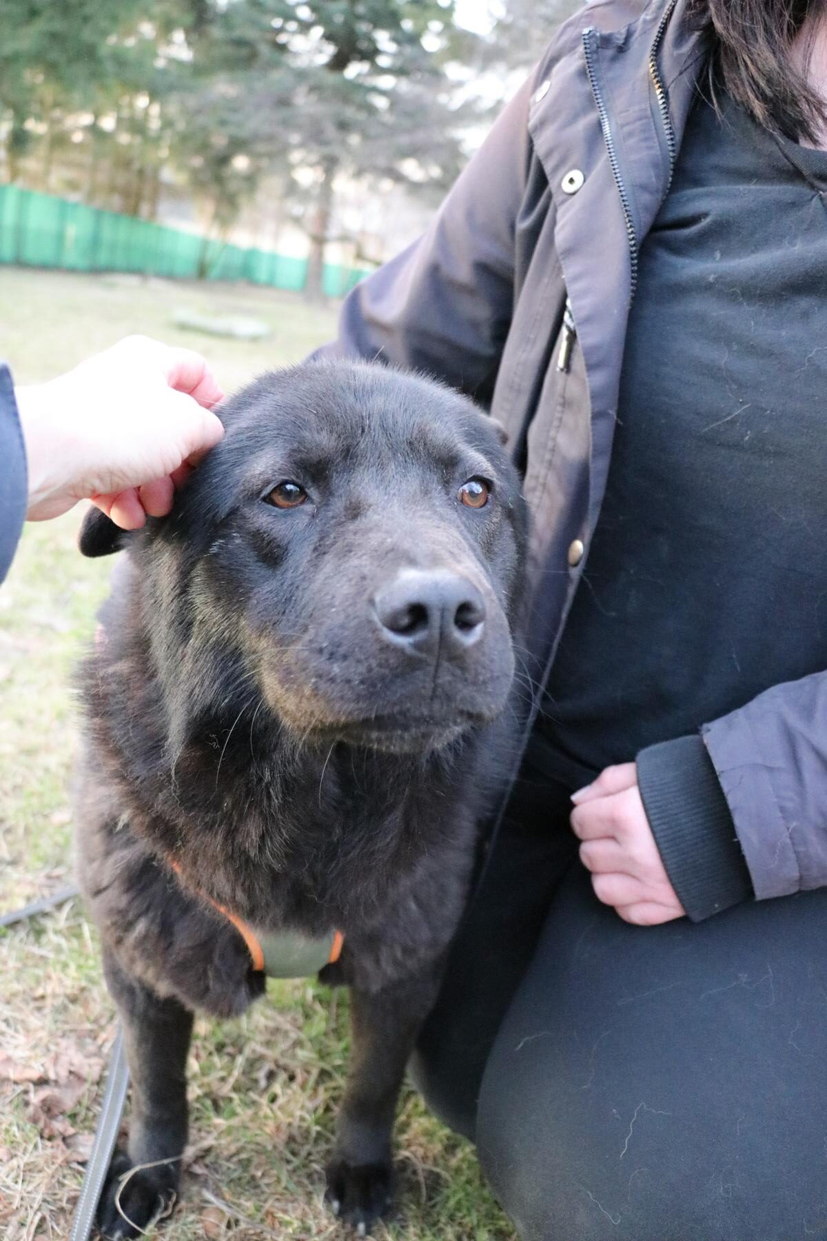 Hund Henriette Zuhause gesucht Tierheim Hoffnung für Tiere