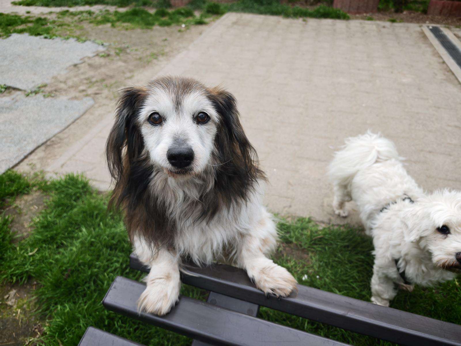 Hund Mikita Zuhause gesucht Tierheim Hoffnung für Tiere