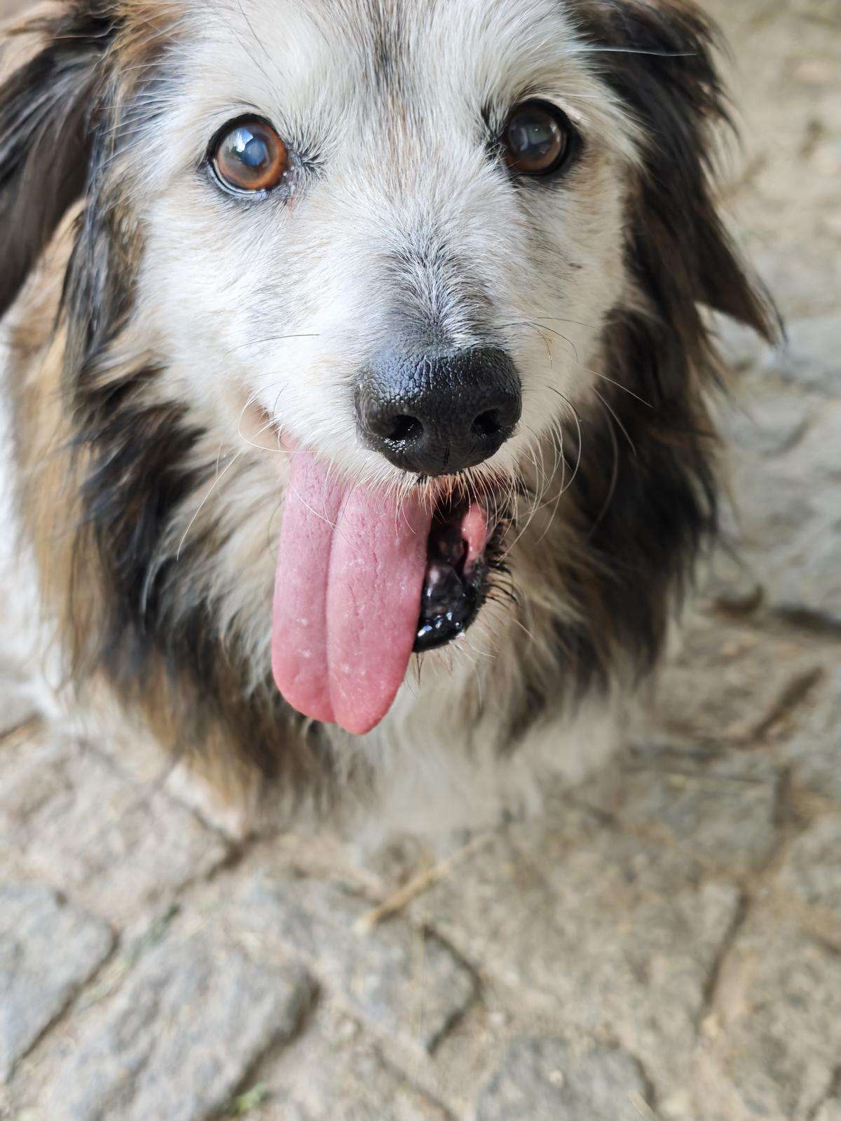 Hund Mikita Zuhause gesucht Tierheim Hoffnung für Tiere