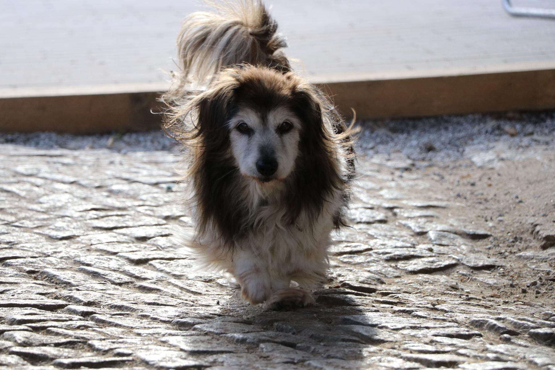 Hund Mikita Zuhause gesucht Tierheim Hoffnung für Tiere