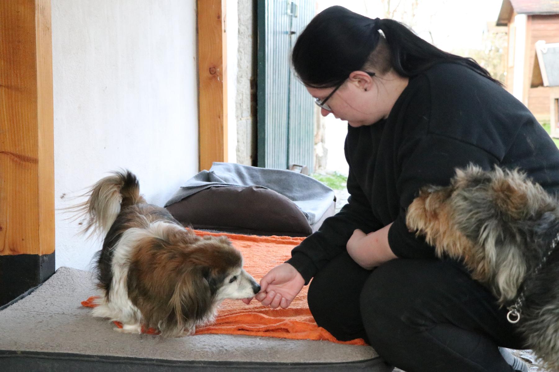 Hund Mikita Zuhause gesucht Tierheim Hoffnung für Tiere