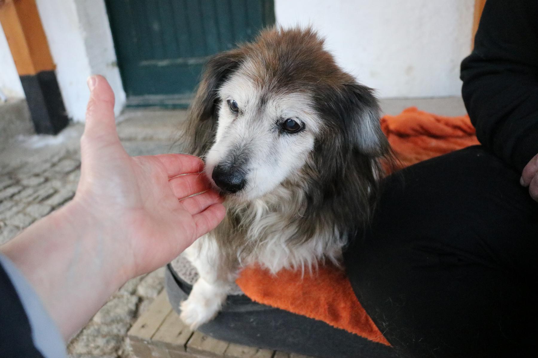 Hund Mikita Zuhause gesucht Tierheim Hoffnung für Tiere