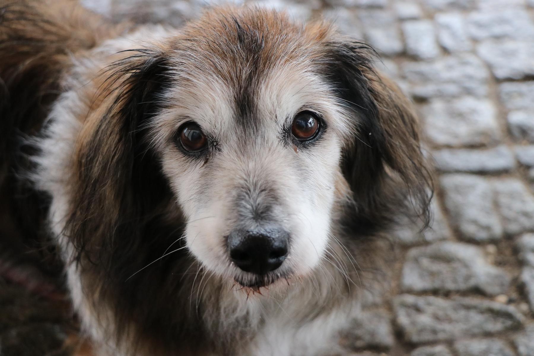 Hund Mikita Zuhause gesucht Tierheim Hoffnung für Tiere