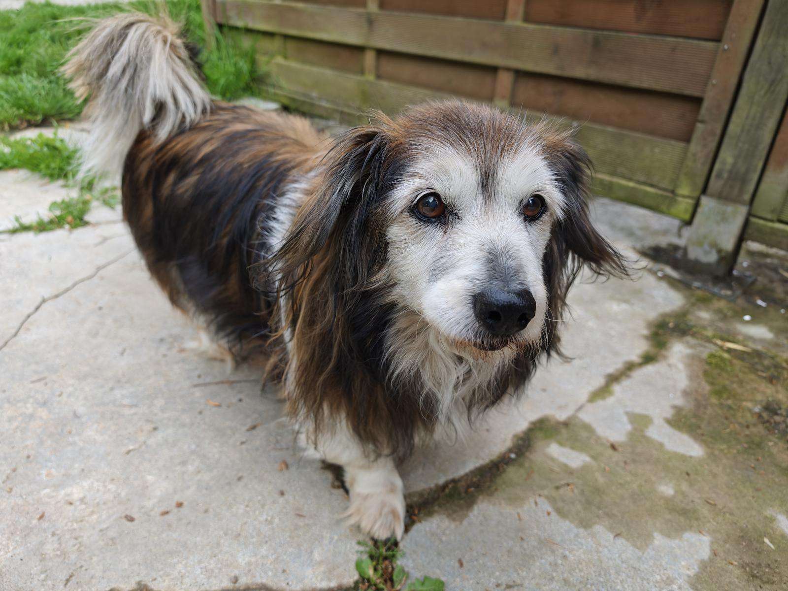 Hund Mikita Zuhause gesucht Tierheim Hoffnung für Tiere