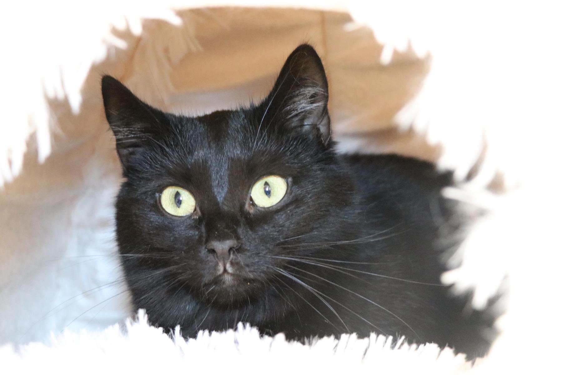 Katze Polaris Zuhause gesucht Tierheim Hoffnung für Tiere