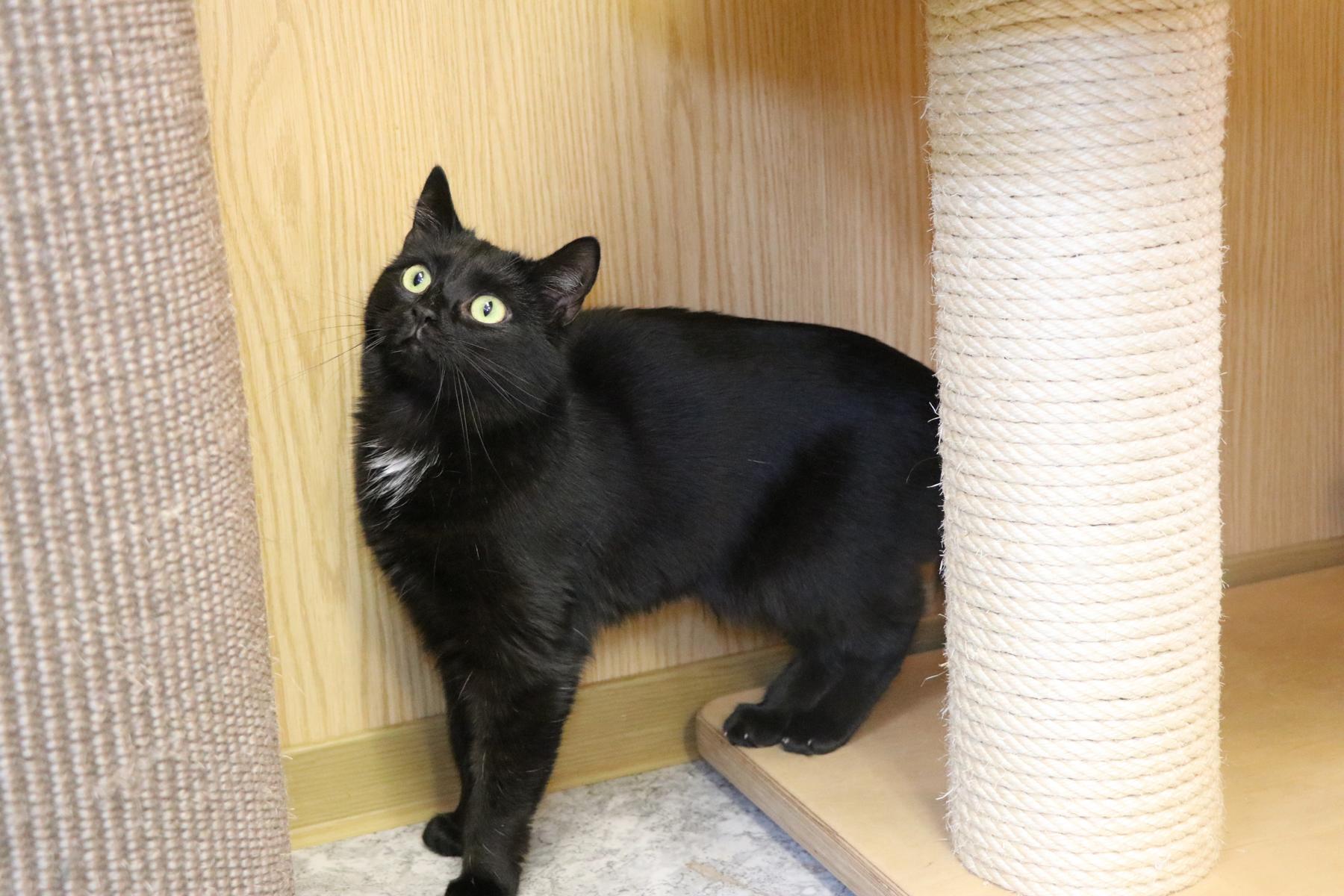 Katze Polaris Zuhause gesucht Tierheim Hoffnung für Tiere