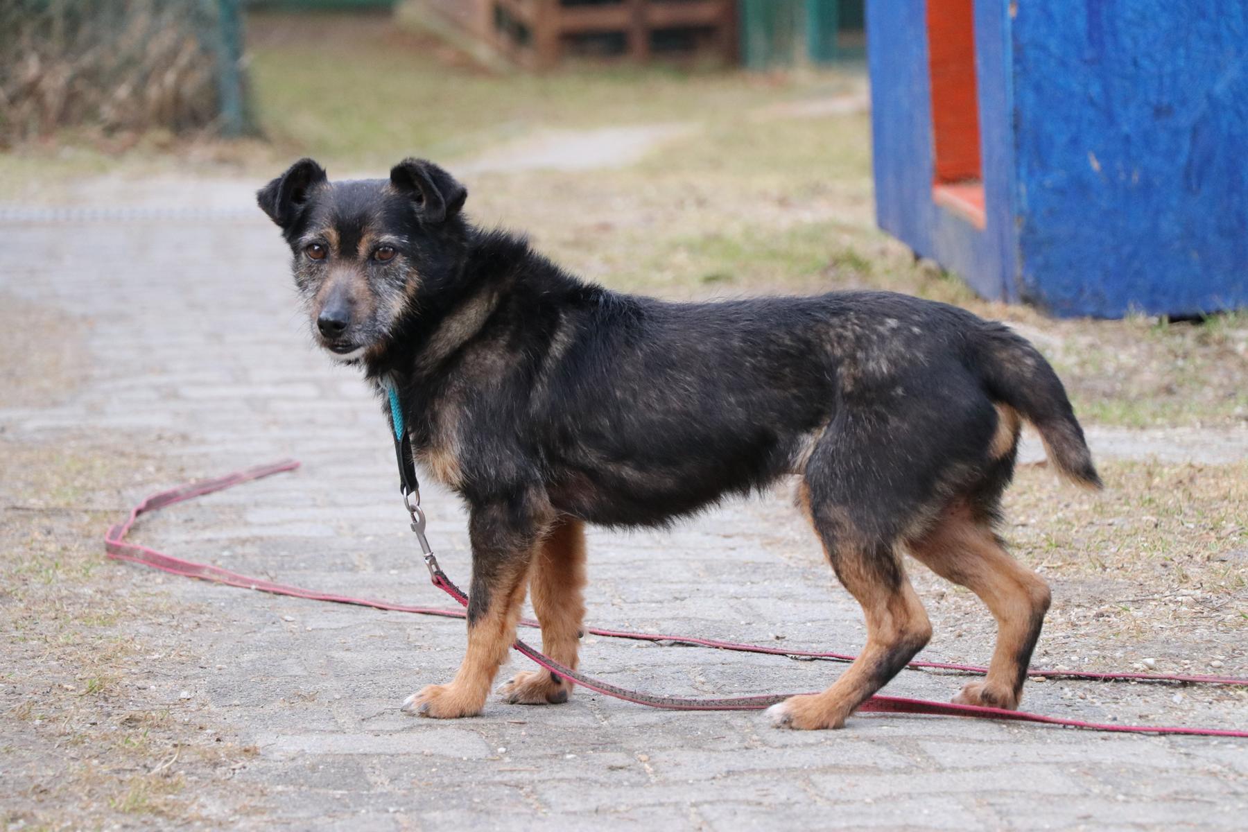 Rysik Zuhause gefunden Tierheim Hoffnung für Tiere