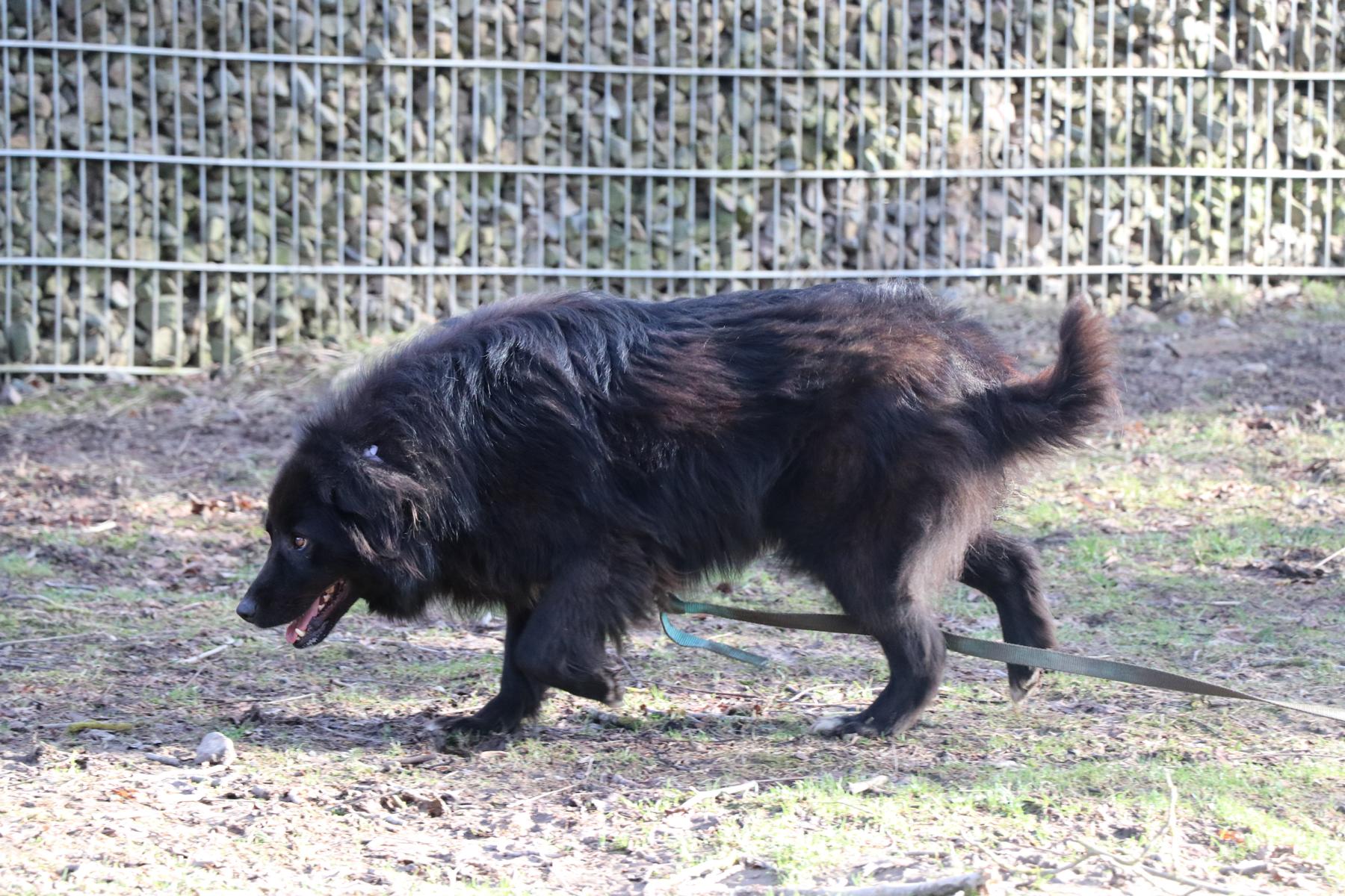 Hund Tilly Zuhause gesucht Tierheim Hoffnung für Tiere
