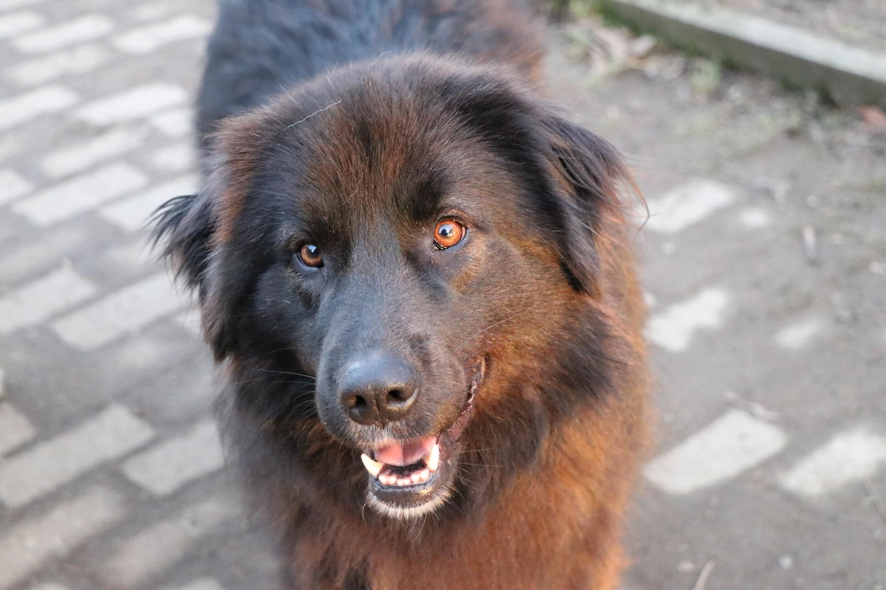 Hund Tilly Zuhause gesucht Tierheim Hoffnung für Tiere