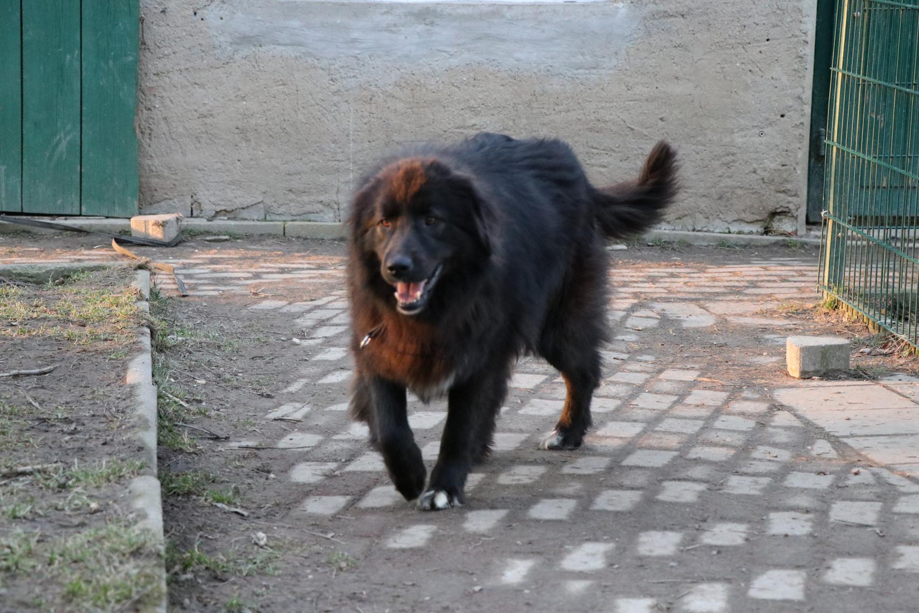 Hund Tilly Zuhause gesucht Tierheim Hoffnung für Tiere