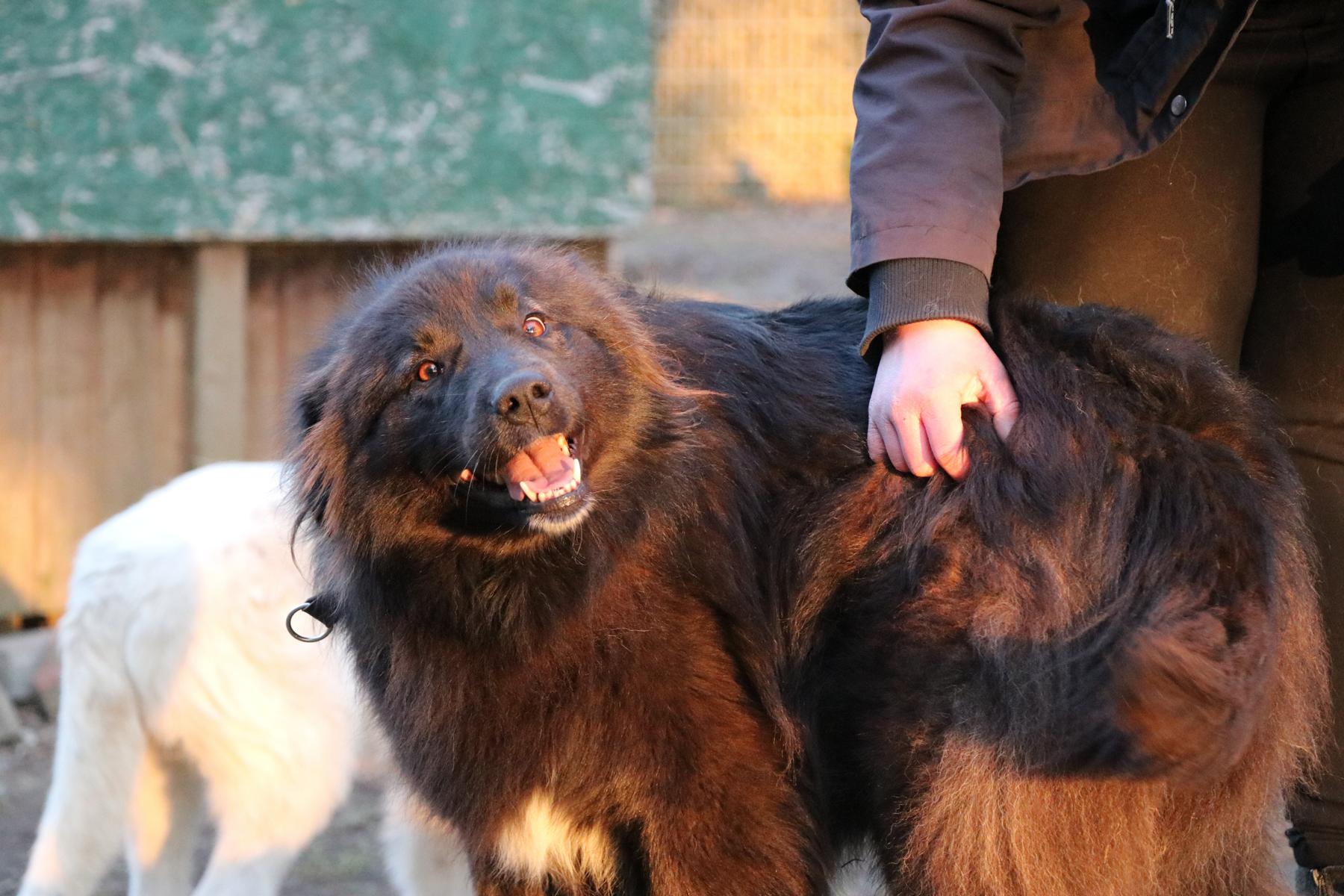 Hund Tilly Zuhause gesucht Tierheim Hoffnung für Tiere