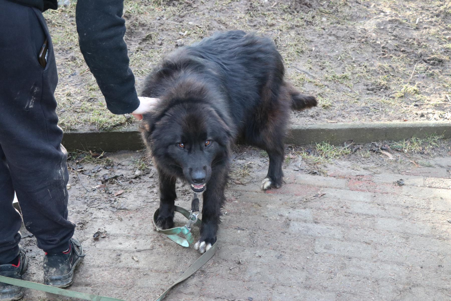 Hund Tilly Zuhause gesucht Tierheim Hoffnung für Tiere