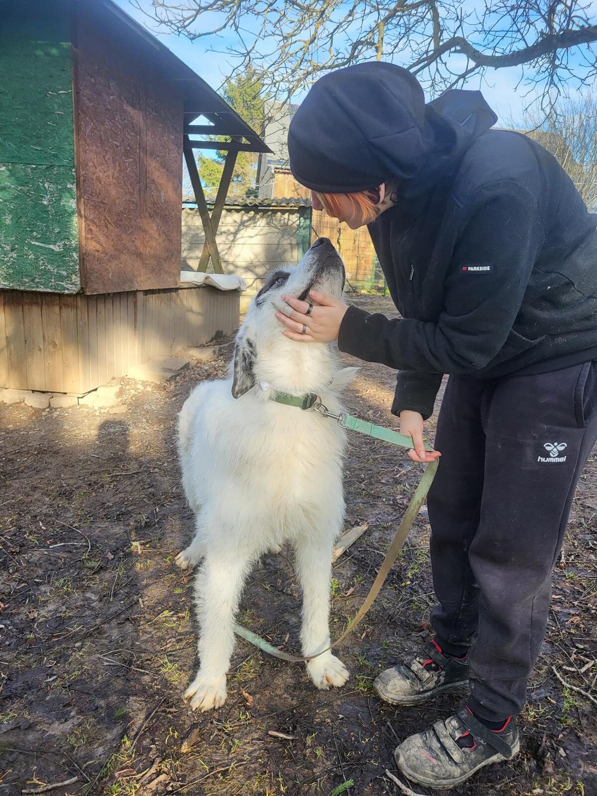 Hund Ulla Zuhause gesucht Tierheim Hoffnung für Tiere