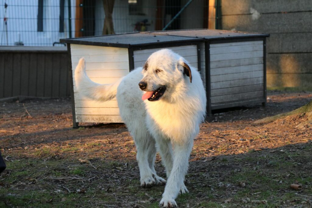 Hund Ulla Zuhause gesucht Tierheim Hoffnung für Tiere