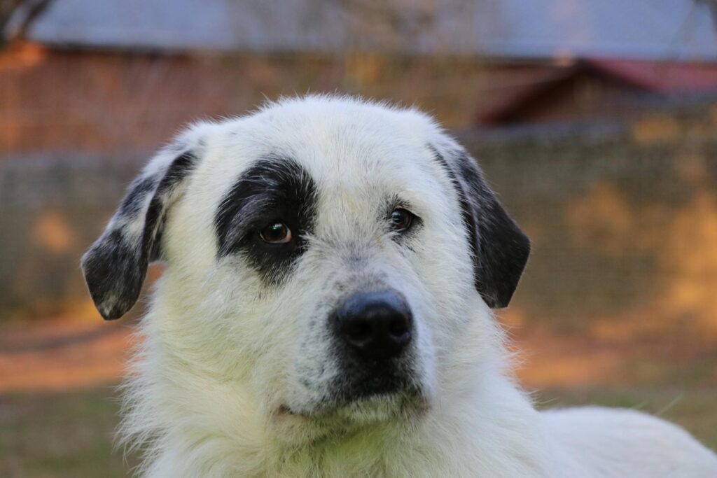 Hund Ulla Zuhause gesucht Tierheim Hoffnung für Tiere