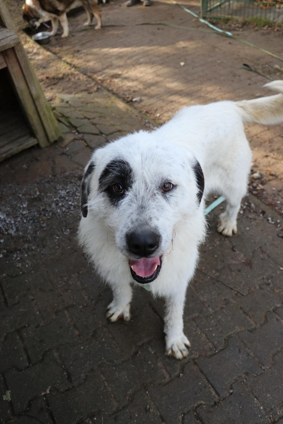 Hund Ulla Zuhause gesucht Tierheim Hoffnung für Tiere