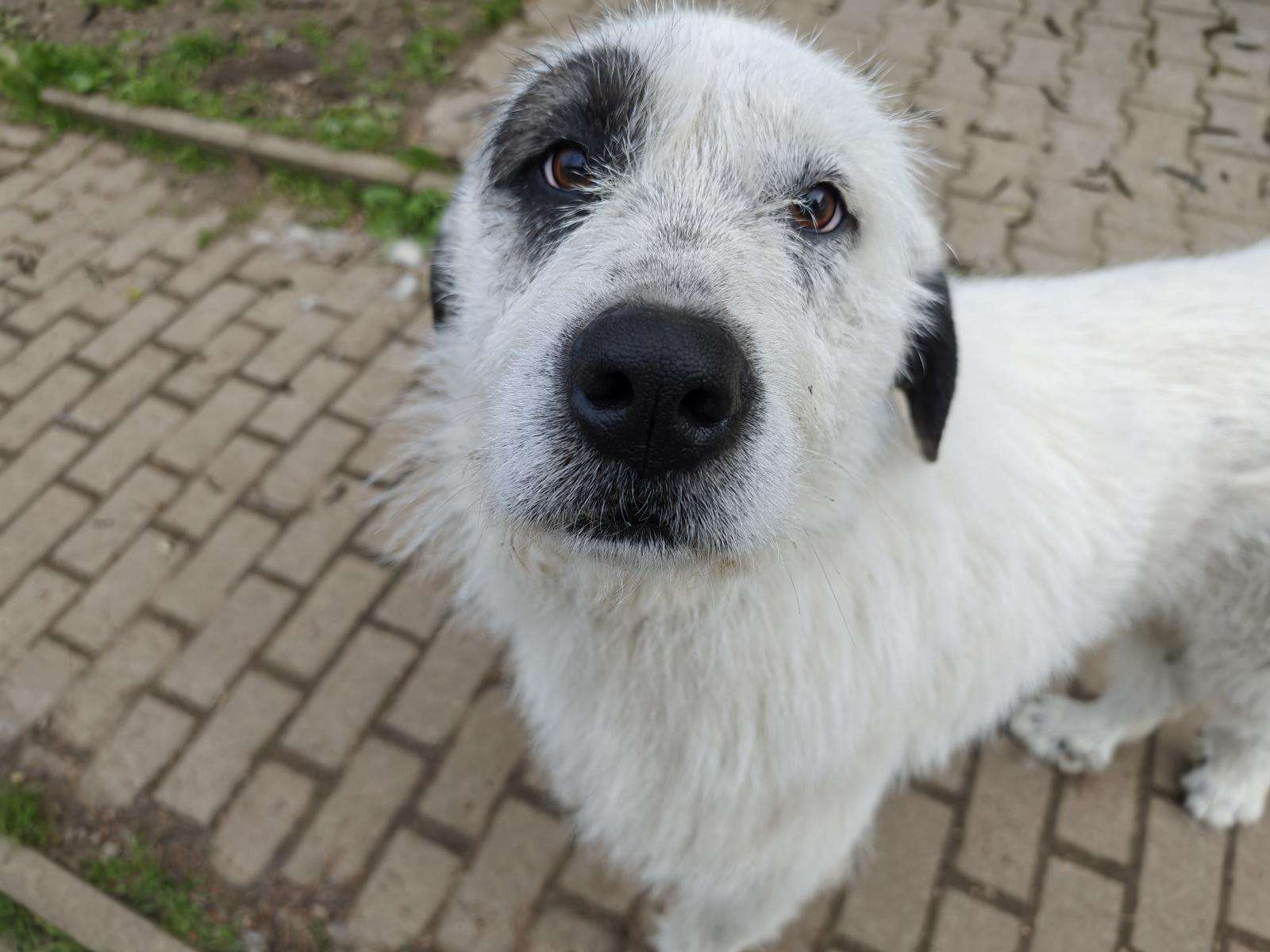 Hund Ulla Zuhause gesucht Tierheim Hoffnung für Tiere