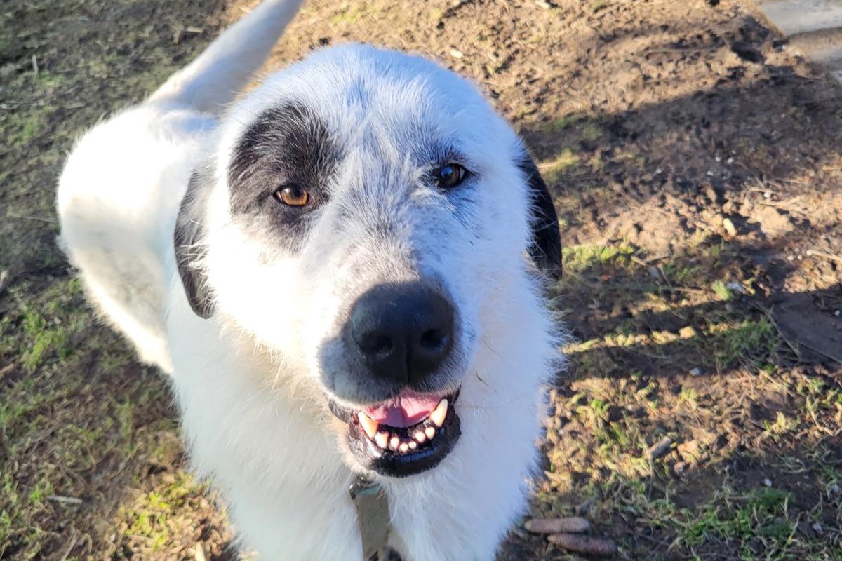 Hund Ulla Zuhause gesucht Tierheim Hoffnung für Tiere