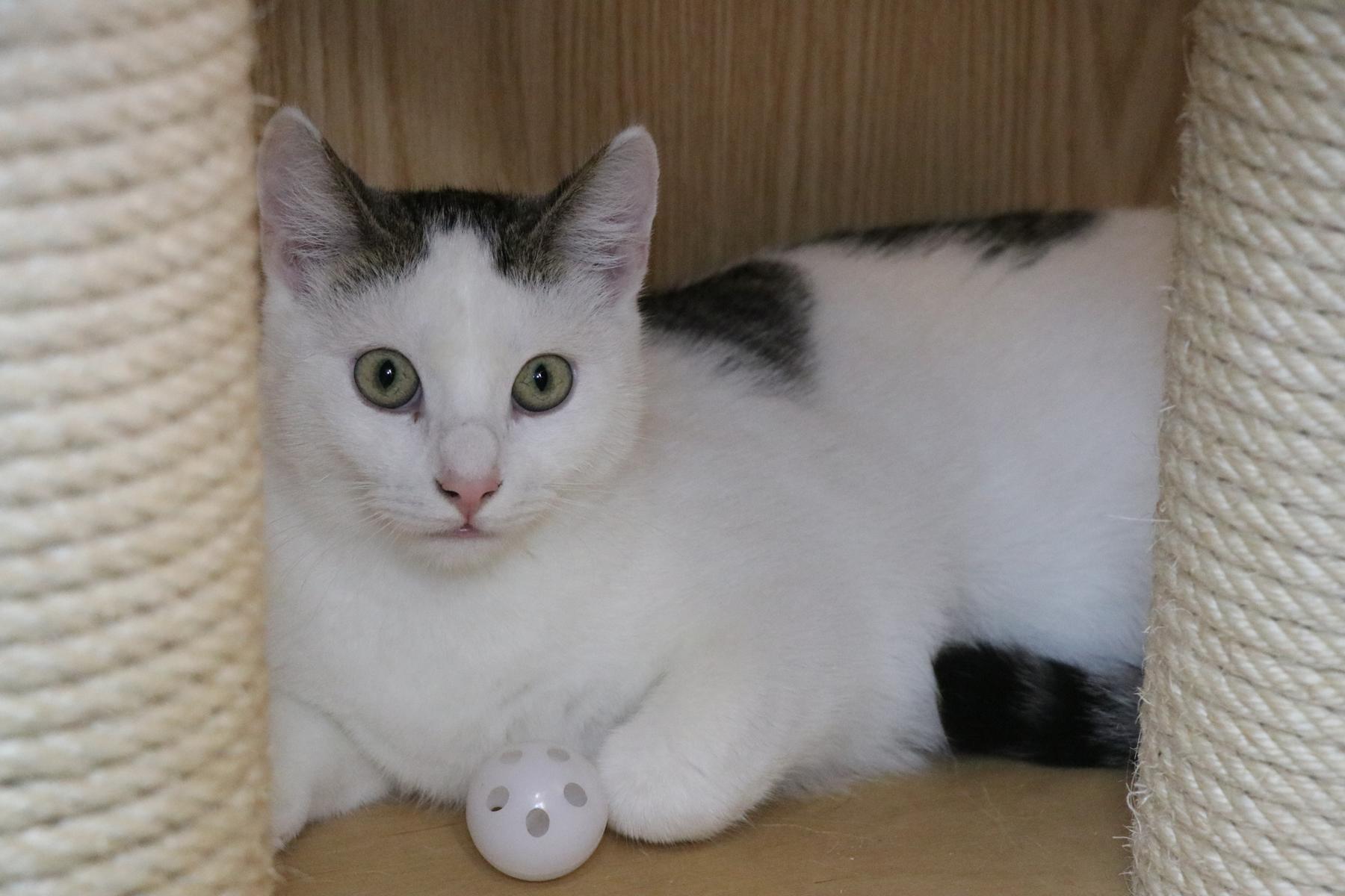 Katze Ulli Zuhause gesucht Tierheim Hoffnung für Tiere