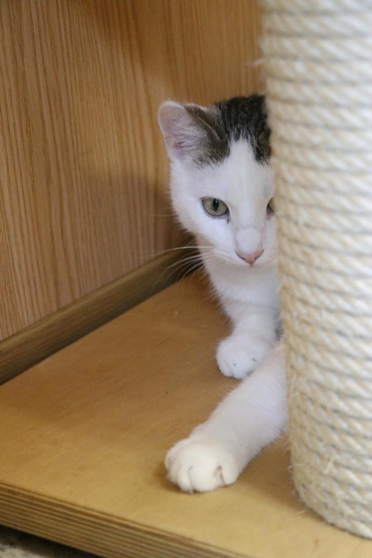 Katze Ulli Zuhause gesucht Tierheim Hoffnung für Tiere