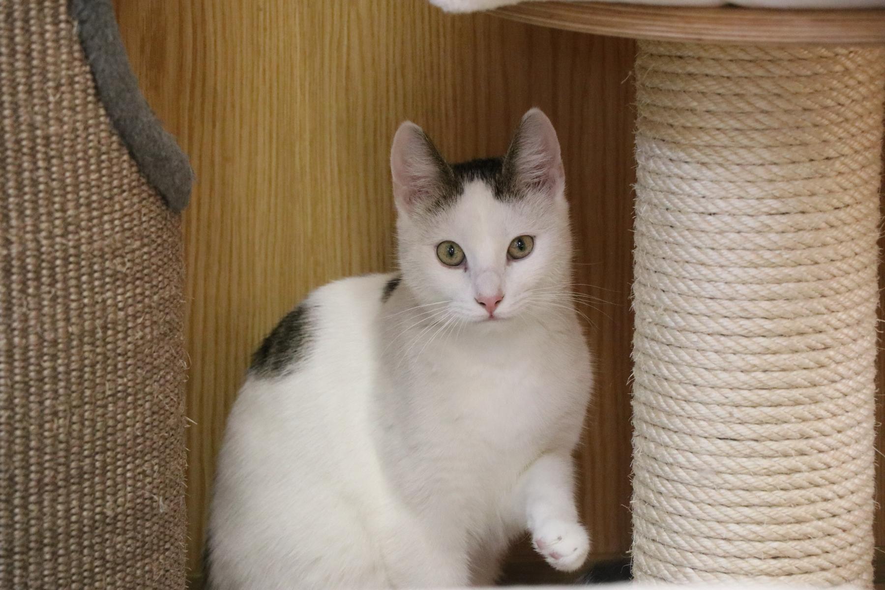 Katze Ulli Zuhause gesucht Tierheim Hoffnung für Tiere