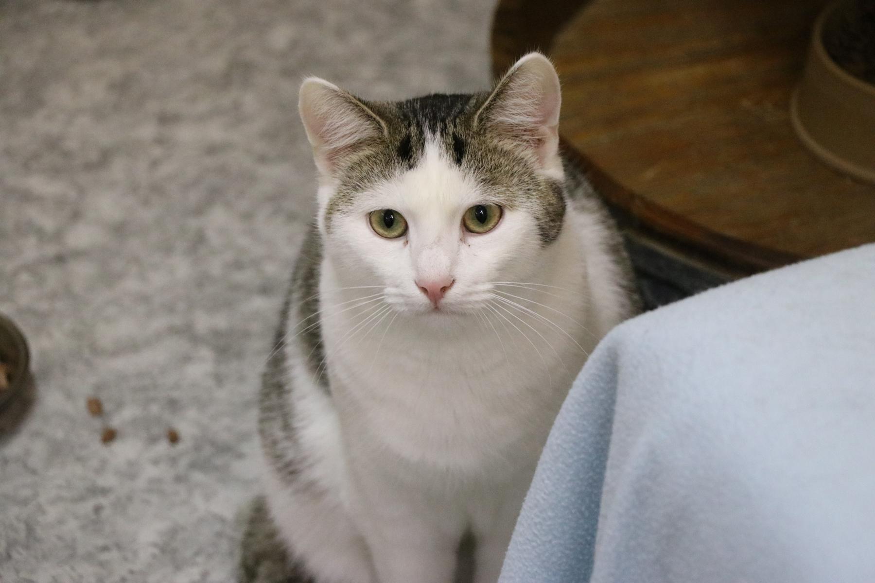 Katze Uwe Zuhause gesucht Tierheim Hoffnung für Tiere