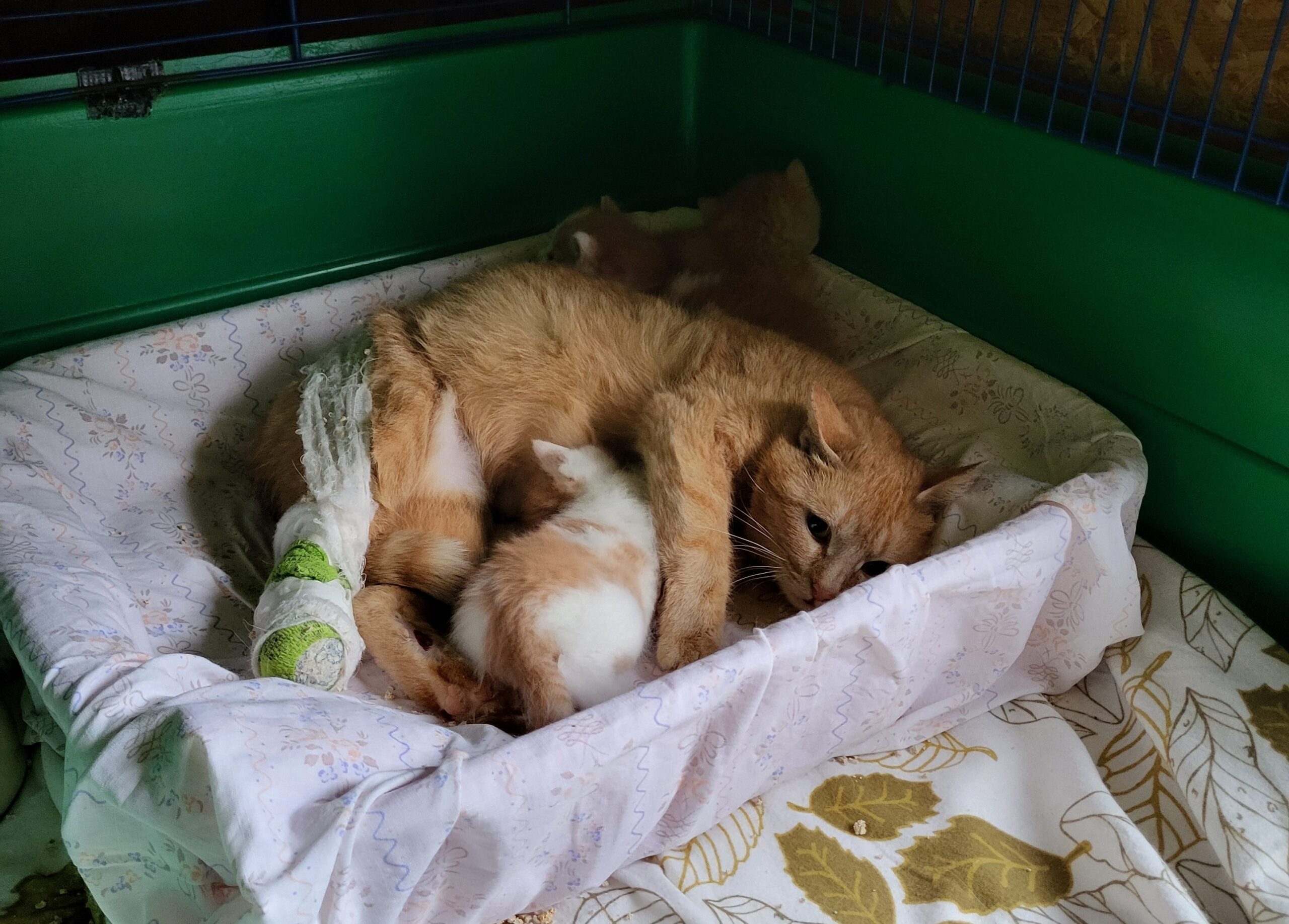 rote Mama mit Schlinge am Bein