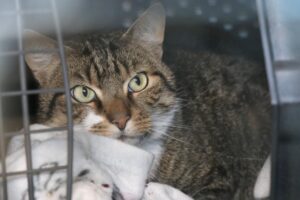 Erwin und Rudi Zuhause gesucht Tierheim Hoffnung für Tiere