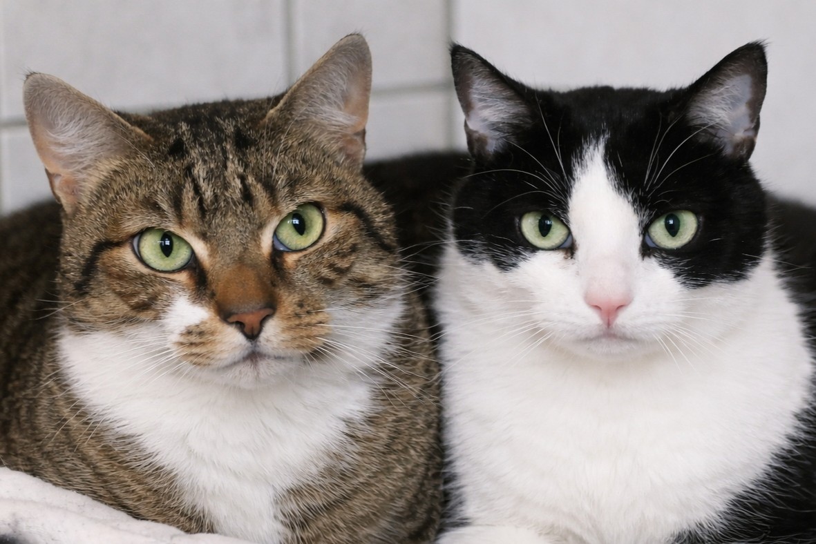 Erwin und Rudi Zuhause gesucht Tierheim Hoffnung für Tiere