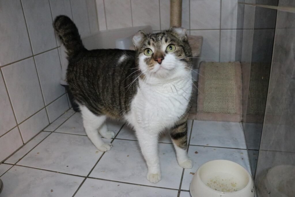 Katze Fränky Zuhause gesucht Tierheim Hoffnung für Tiere