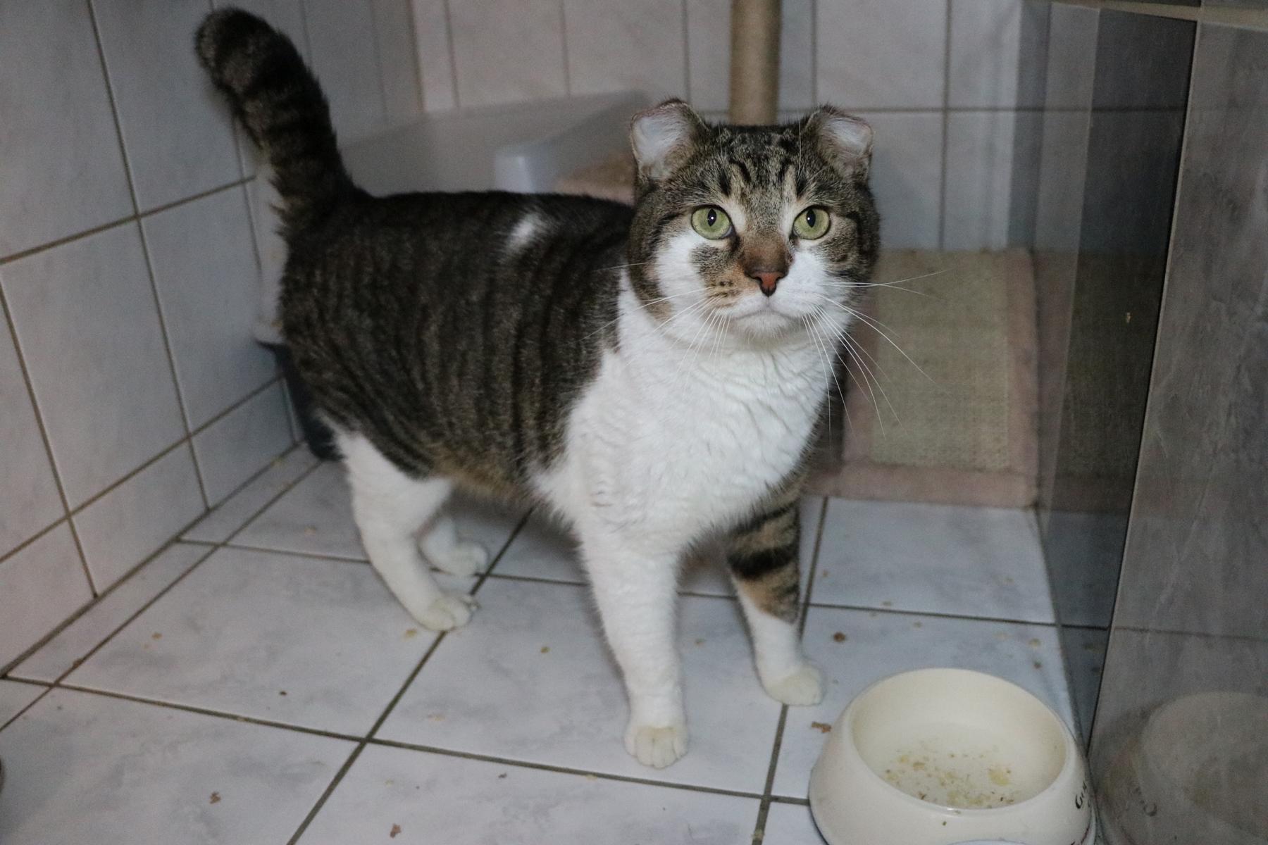 Katze Fränky Zuhause gesucht Tierheim Hoffnung für Tiere