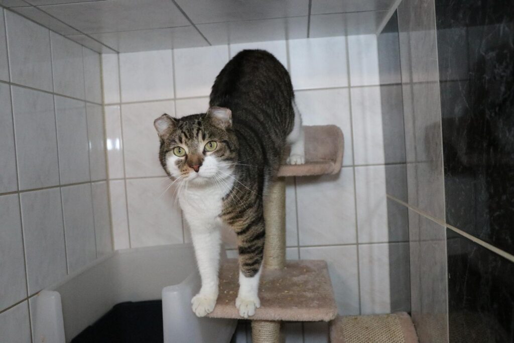 Katze Fränky Zuhause gesucht Tierheim Hoffnung für Tiere