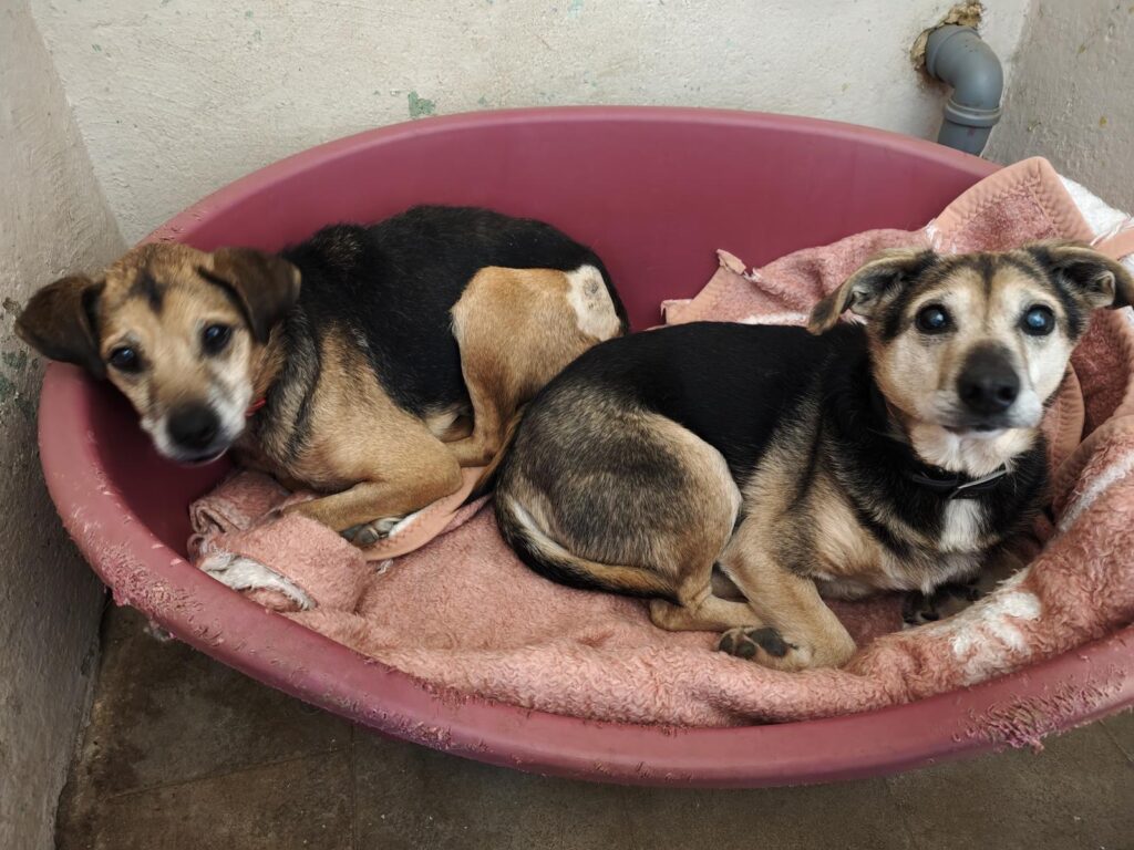 Hund Milton Zuhause gesucht Tierheim Hoffnung für Tiere