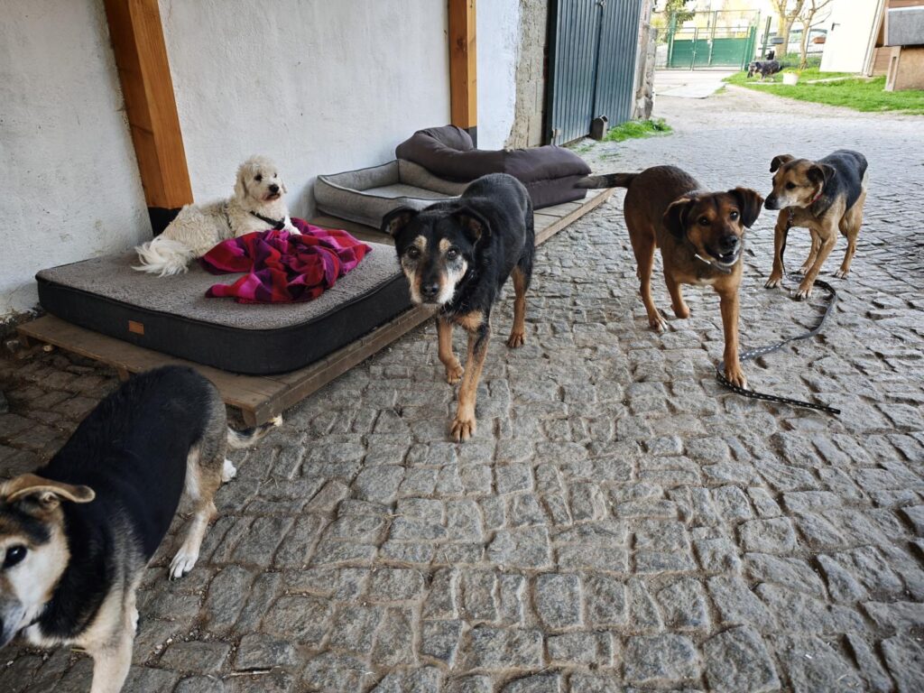 Hund Julian Zuhause gesucht Tierheim Hoffnung für Tiere