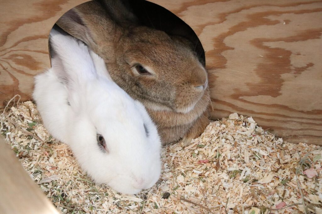 Riesenkaninchen Ada und Ava Zuhause gesucht Tierheim