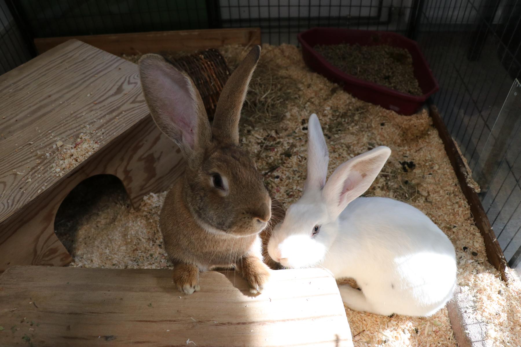 Riesenkaninchen Ada und Ava Zuhause gesucht Tierheim