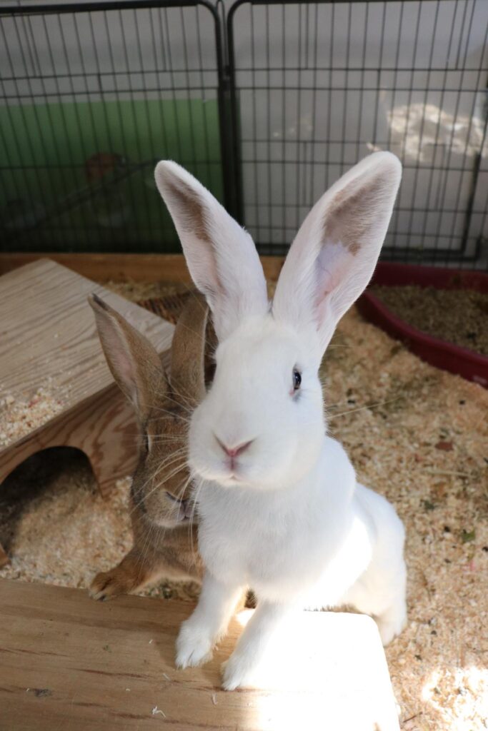 Riesenkaninchen Ada und Ava Zuhause gesucht Tierheim