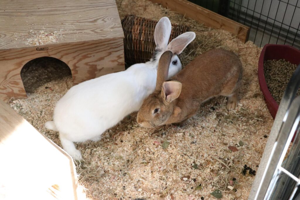 Riesenkaninchen Ada und Ava Zuhause gesucht Tierheim