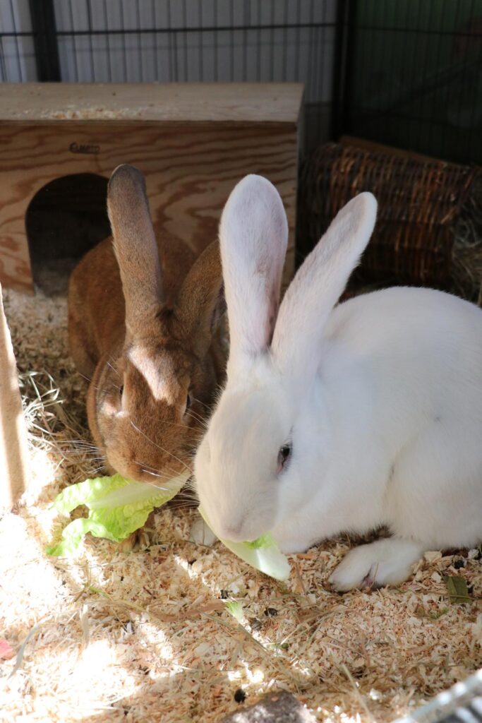 Riesenkaninchen Ada und Ava Zuhause gesucht Tierheim