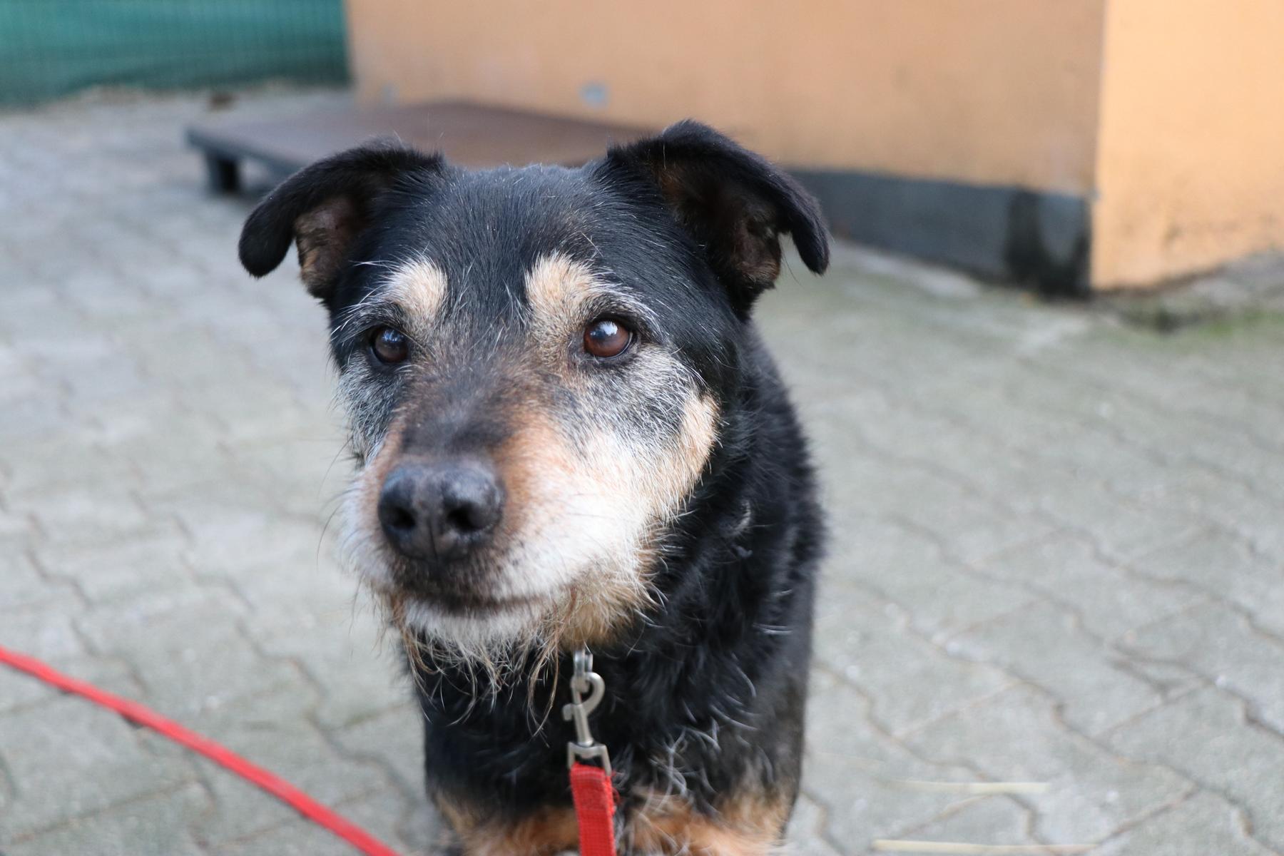 Hund Julian Zuhause gesucht Tierheim Hoffnung für Tiere