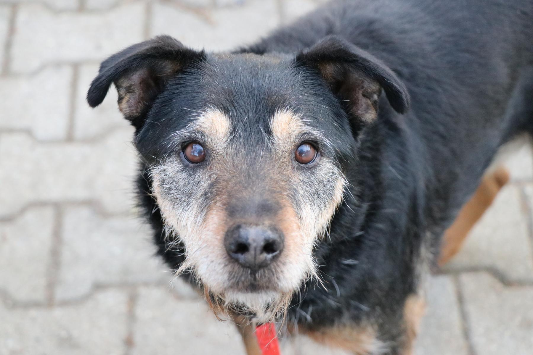 Julian (5) Hund Julian Zuhause gesucht Tierheim Hoffnung für Tiere