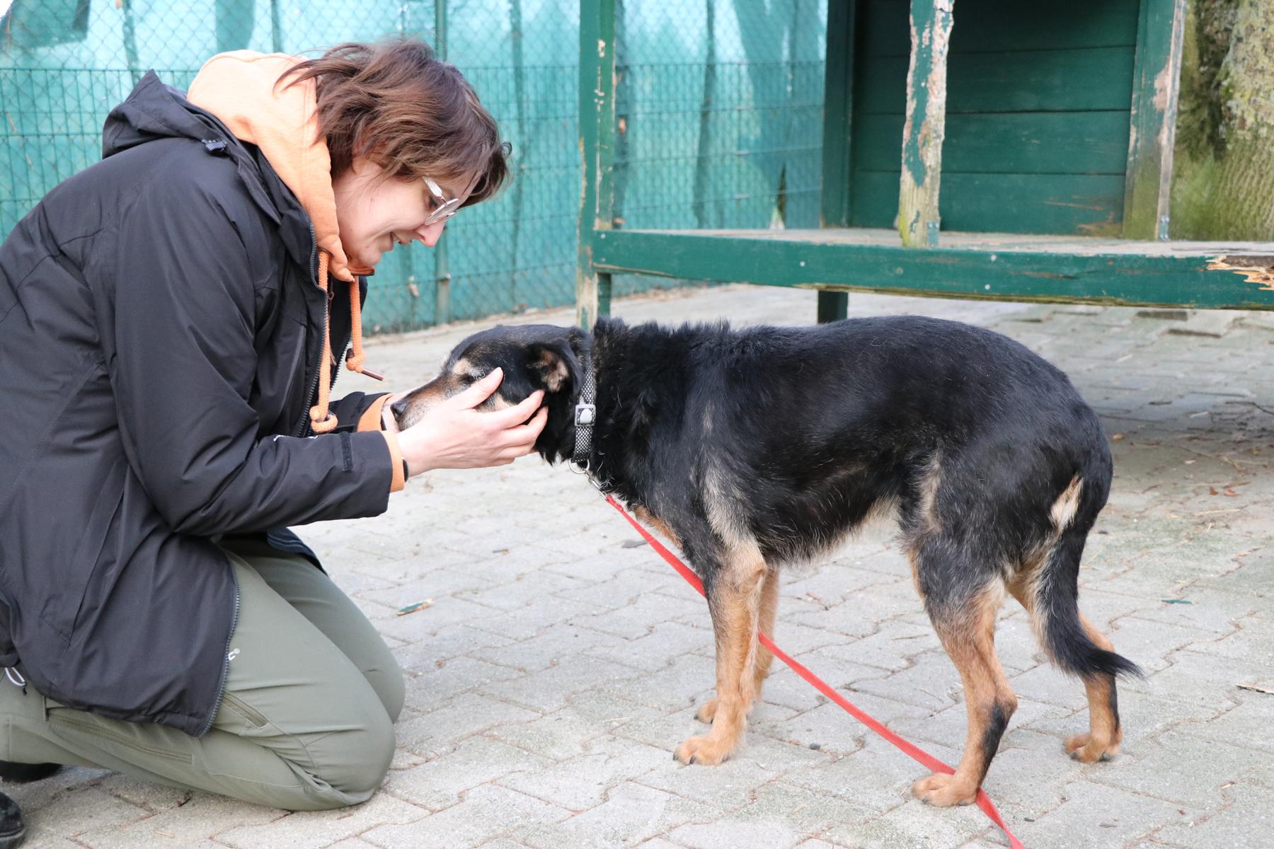 Julian (8) Hund Julian Zuhause gesucht Tierheim Hoffnung für Tiere