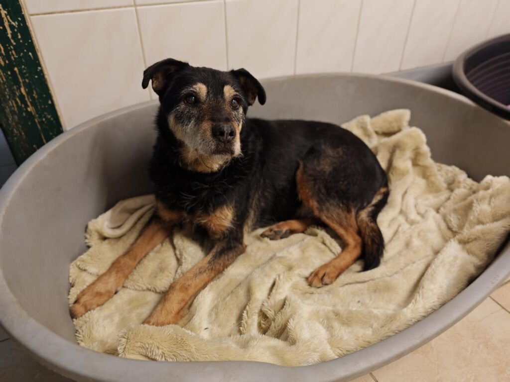 Hund Julian Zuhause gesucht Tierheim Hoffnung für Tiere