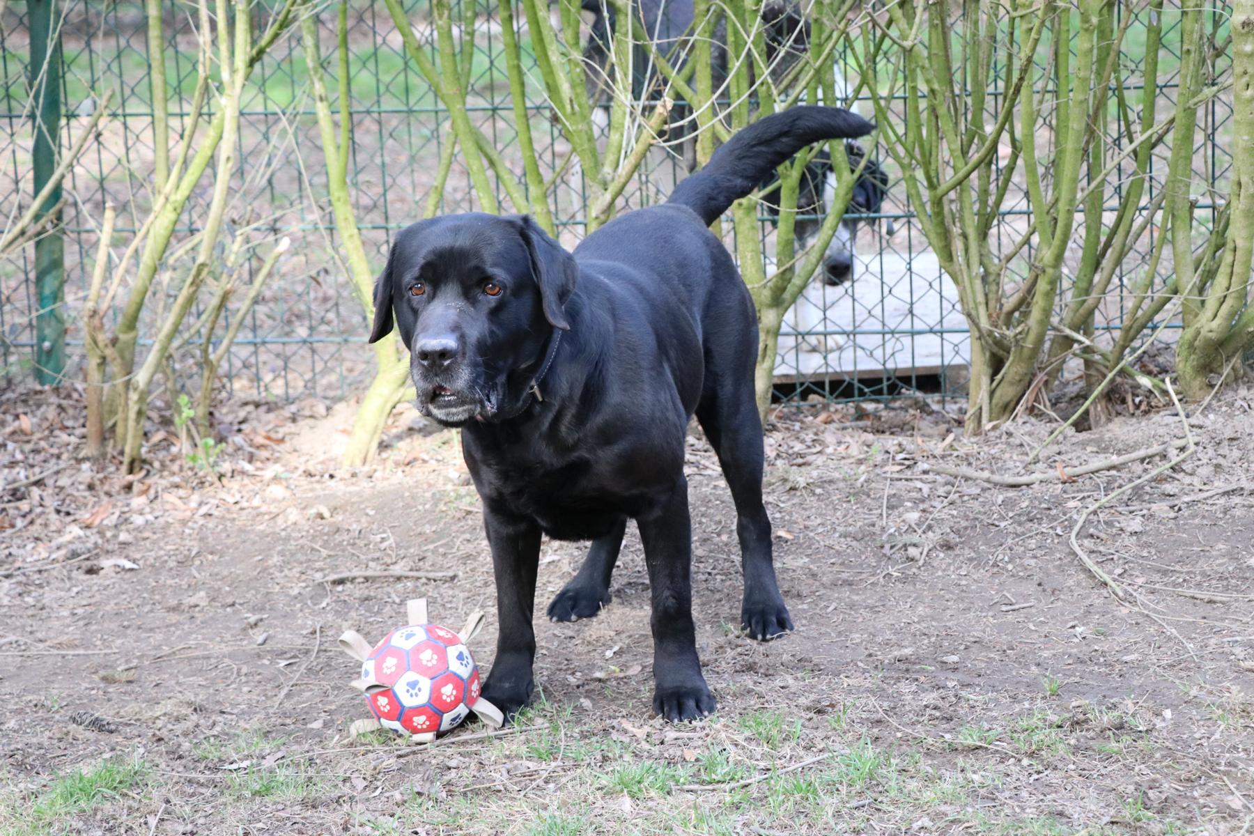 Mailo (14) Hund Mailo Zuhause gesucht Tierheim Hoffnung für Tiere