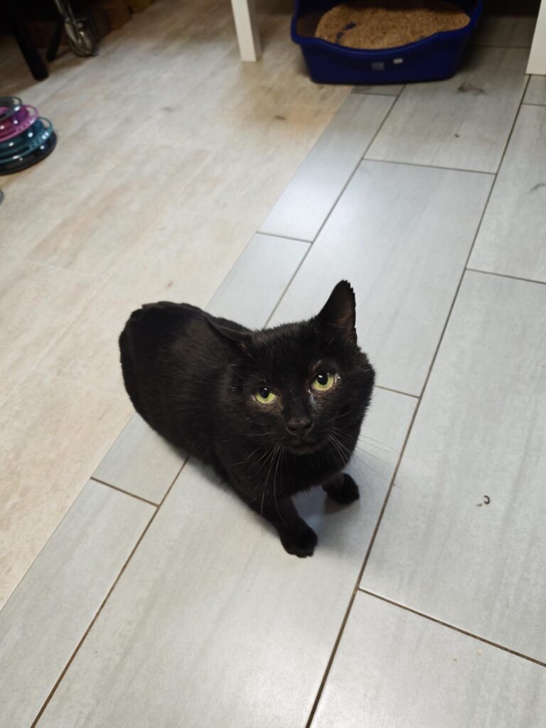 schwarze Katze Mephisto Zuhause gesucht Tierheim Hoffnung für Tiere