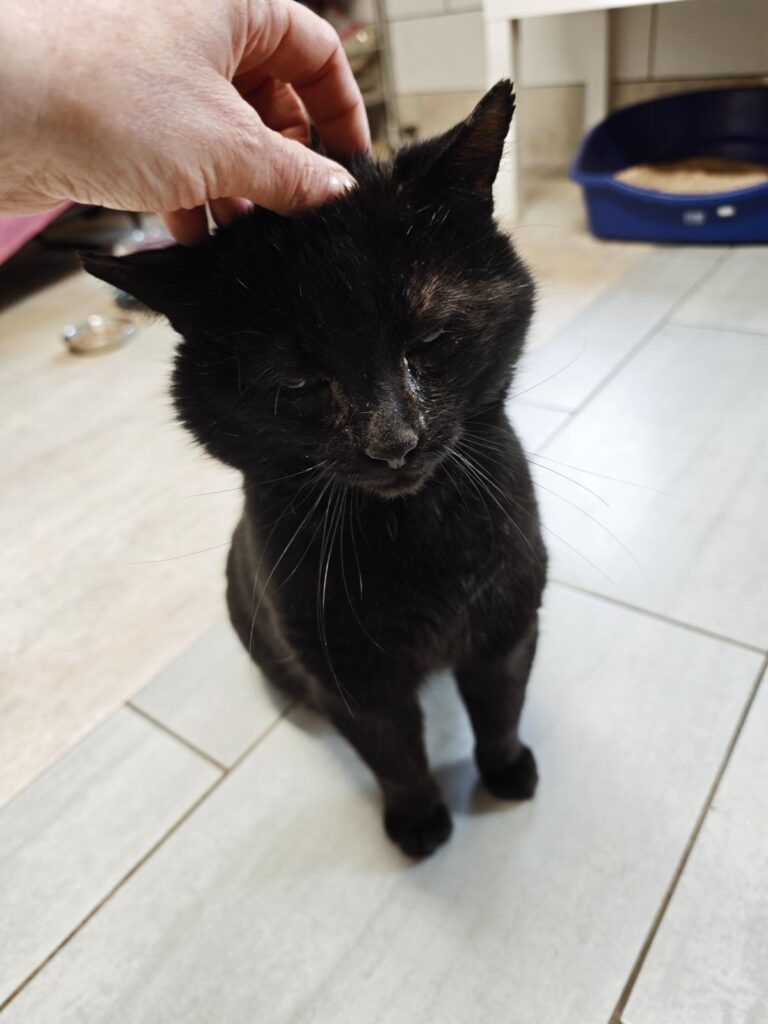 schwarze Katze Mephisto Zuhause gesucht Tierheim Hoffnung für Tiere