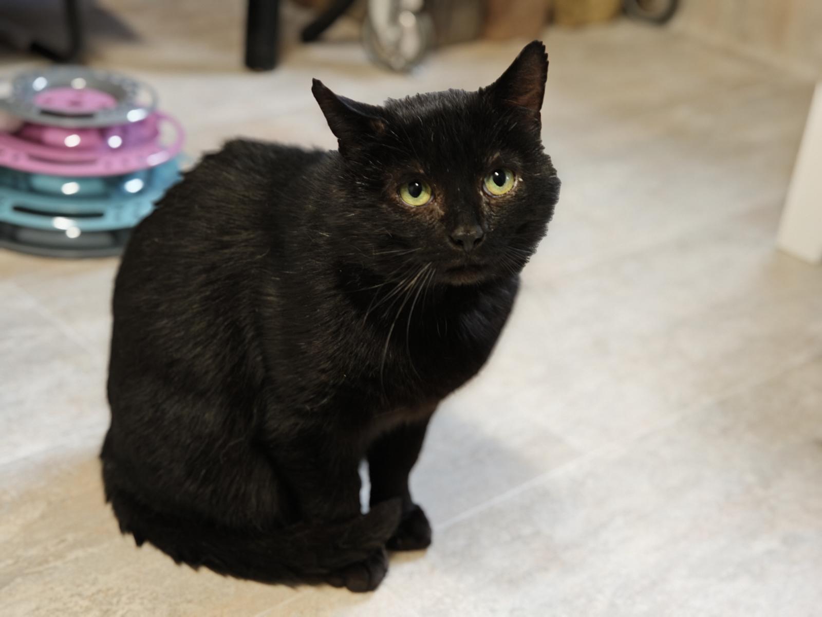 schwarze Katze Mephisto Zuhause gesucht Tierheim Hoffnung für Tiere